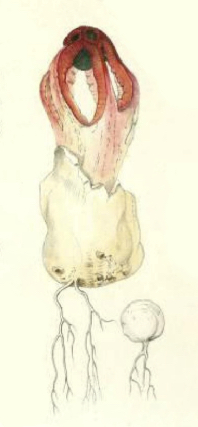 Colus hirudinosus