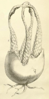 Blumenavia angolensis