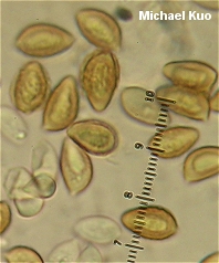 Hebeloma albidulum