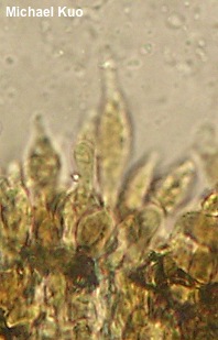Leccinum quercophilum
