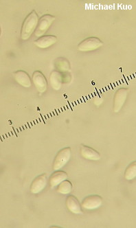 Leucoagaricus brunnescens