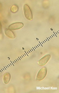 Leucoagaricus caerulescens