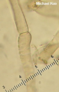 Leucoagaricus caerulescens