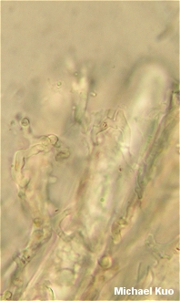 Microstoma floccosum