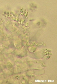 Mycetinis scorodonius