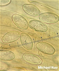 Pachyella clypeata