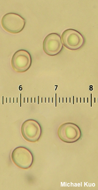 Pluteus tomentosulus