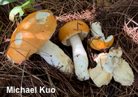 Russula katarinae