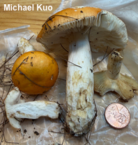 Russula katarinae