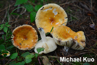 Russula katarinae