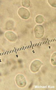 Tricholoma imbricatum
