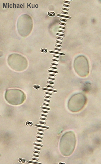 Tricholoma muricatum