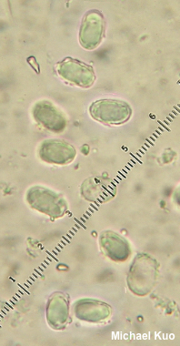 Calostoma microsporum
