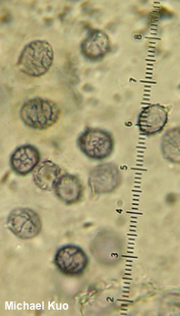 Lactarius alnicola