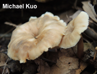 Lentinellus micheneri