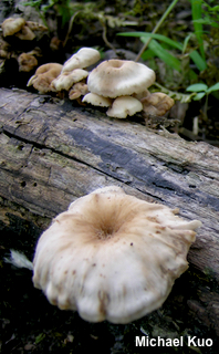 Lentinellus micheneri