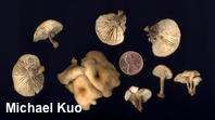 Lentinellus micheneri