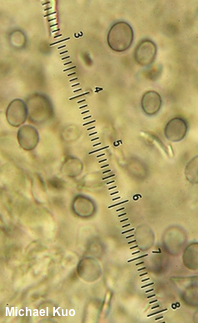 Lentinellus micheneri