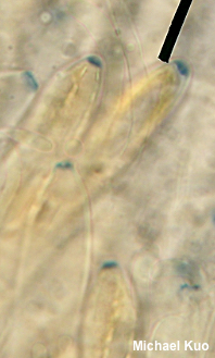 Microglossum rufum