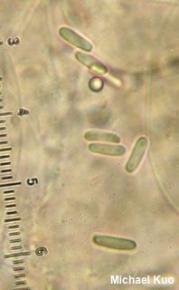 Mutinus caninus