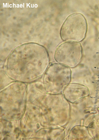 Mutinus caninus