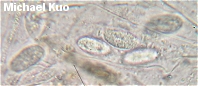 Pachyella punctispora