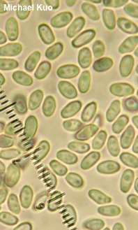 Phallus aurantiacus
