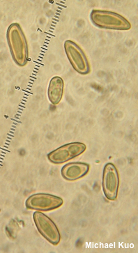 Phylloporopsis boletinoides