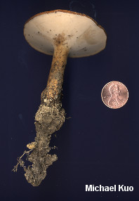 Polyporus radicatus