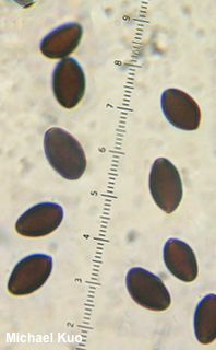 Psathyrella longipes