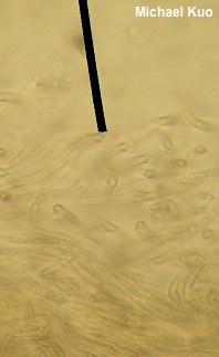 Tricholoma species 03