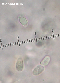 Tricholoma species 04
