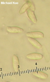 Tylopilus plumbeoviolaceus