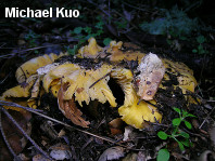 Cantharellus species