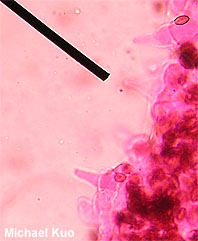 Coprinellus hiascens