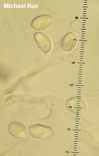 Craterellus calyculus