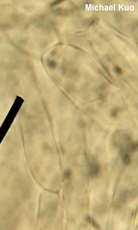Floccularia pitkinensis