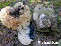 Gyroporus cyanescens