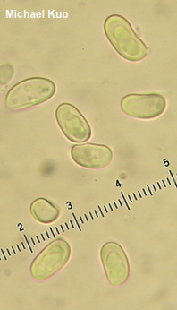 Gyroporus cyanescens