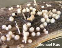Helicogloea compressa