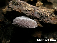 Hohenbuehelia mastrucata