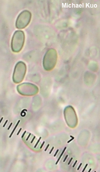 Lysurus periphragmoides