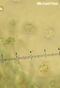 Polyozellus multiplex