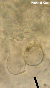 Tricholoma smithii