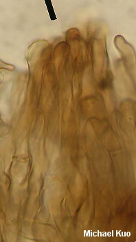 Tylopilus alboater