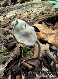 Helvella fallax