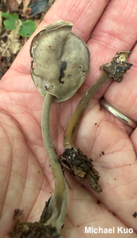 Helvella fallax