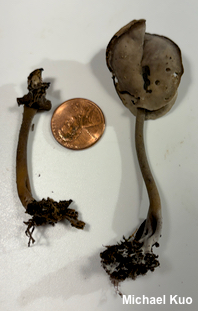 Helvella fallax