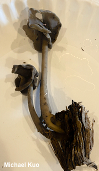 Helvella fallax