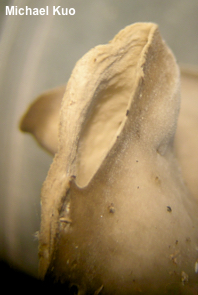 Helvella fallax